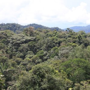 Tena, Ecuador: Amazon rainforest treetops.