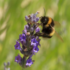 Bombus terrestris on a lavender flower.