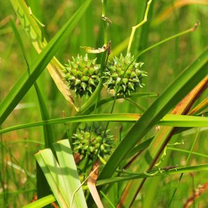 Sparganium eurycarpum in the Sand Lake wetland.