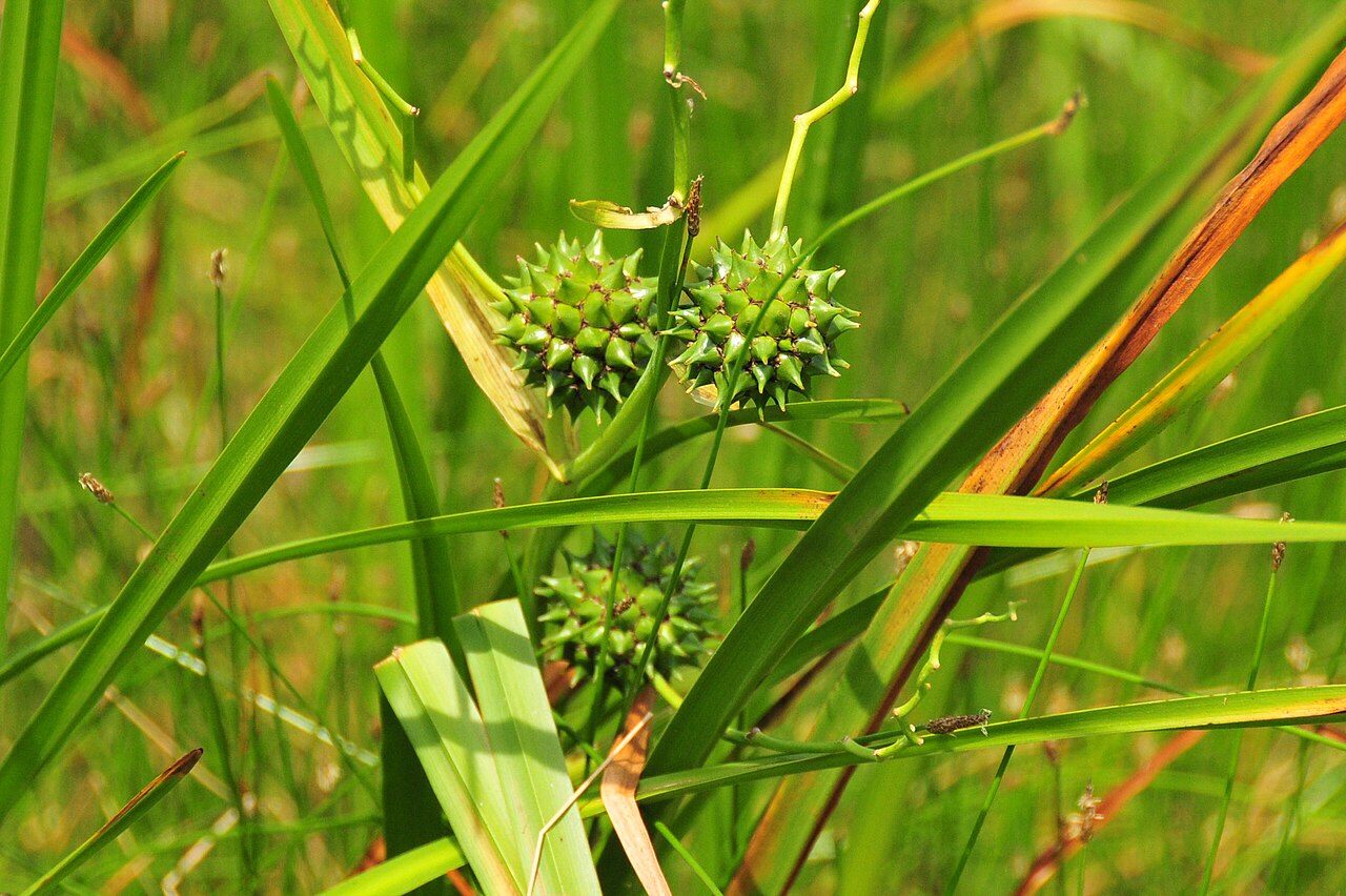 Sparganium eurycarpum in the Sand Lake wetland.