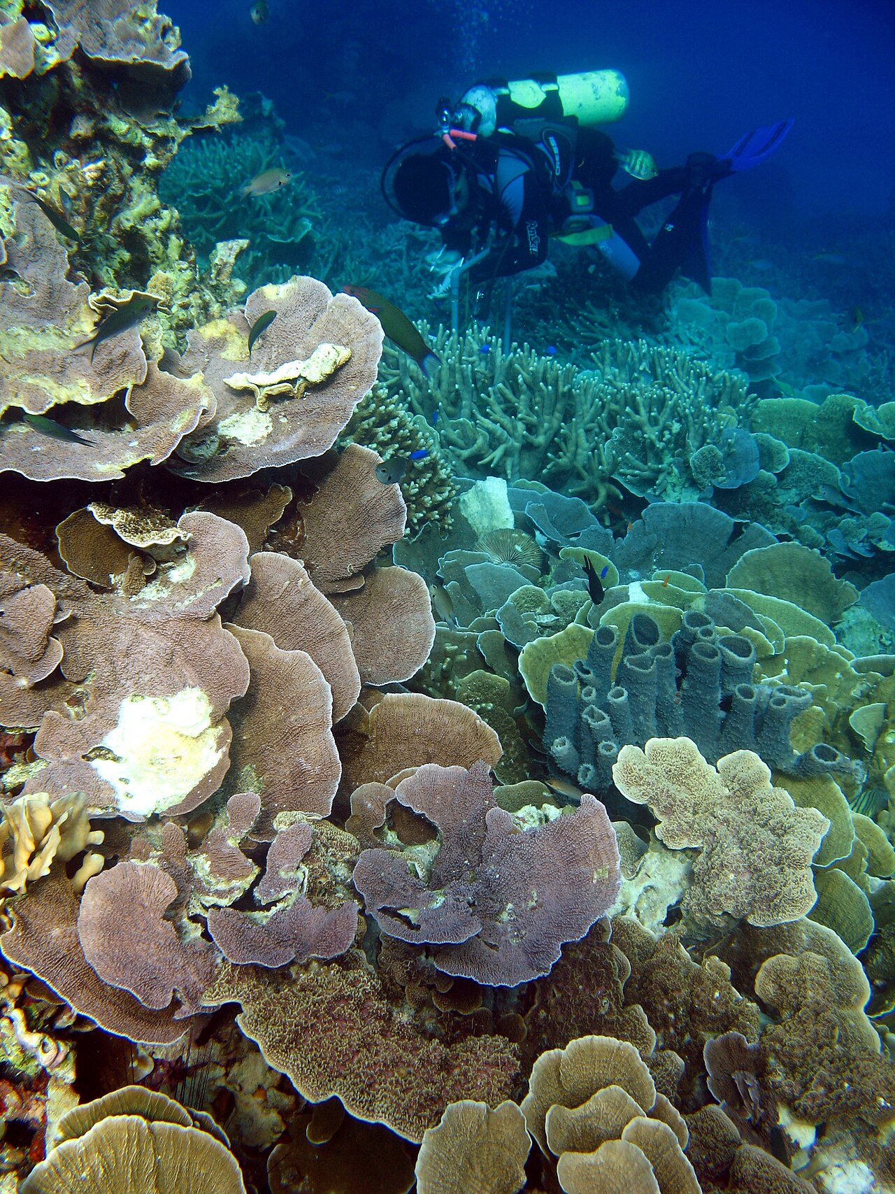 Karimunjawa National Park: a coral reef, fish and a diver.