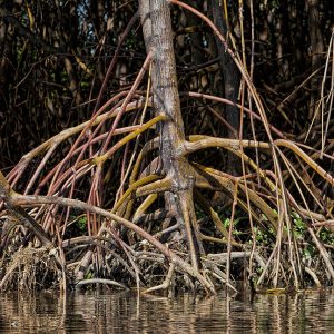Prado, Brazil: a detail of red mangrove roots.
