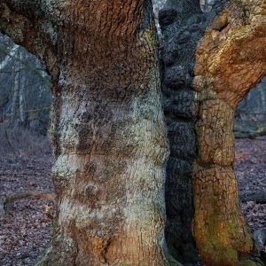Epping Forest, England: oak trunks on a winter evening.