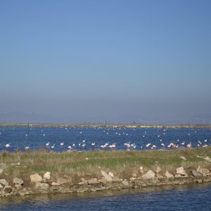Gediz Delta, Türkiye: flamingos in the wetland.