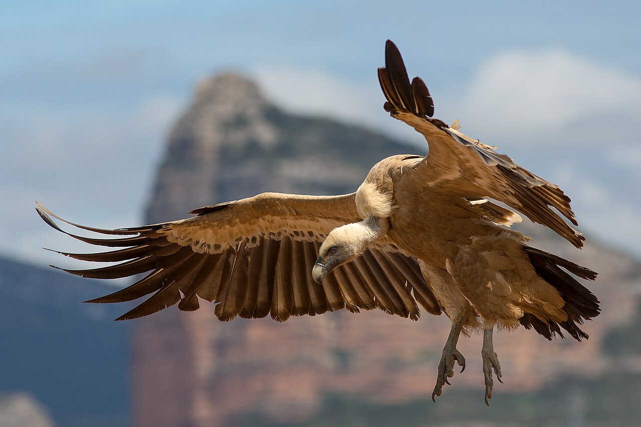 Spain: a griffon vulture (Gyps fulvus) in flight.