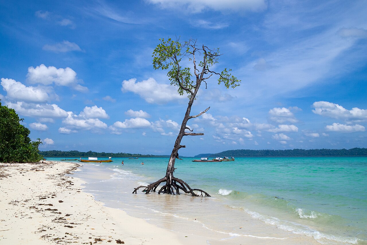 Havelock Island, India: a coastal mangrove tree.