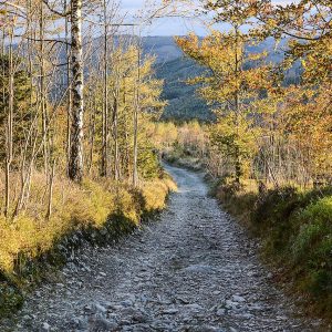 Biskupská kupa, Czechia: a forest walking path.