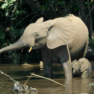 Nouabalé-Ndoki National Park, Republic of the Congo: forest elephants at Mbeli Bai.