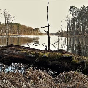 Müritz National Park, Germany: dead wood and forest by the shore.