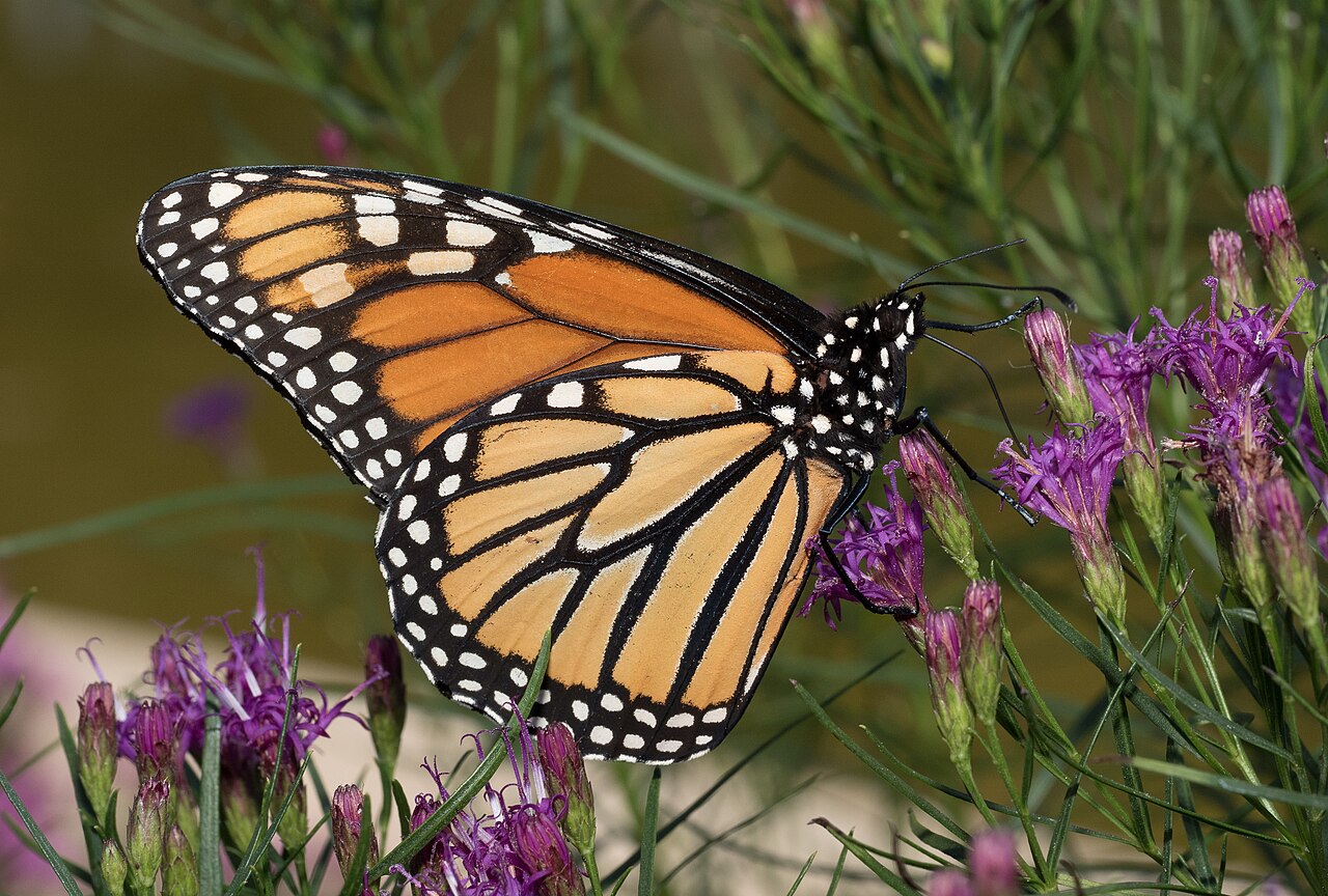 Brooklyn Botanic Garden: a monarch butterfly.