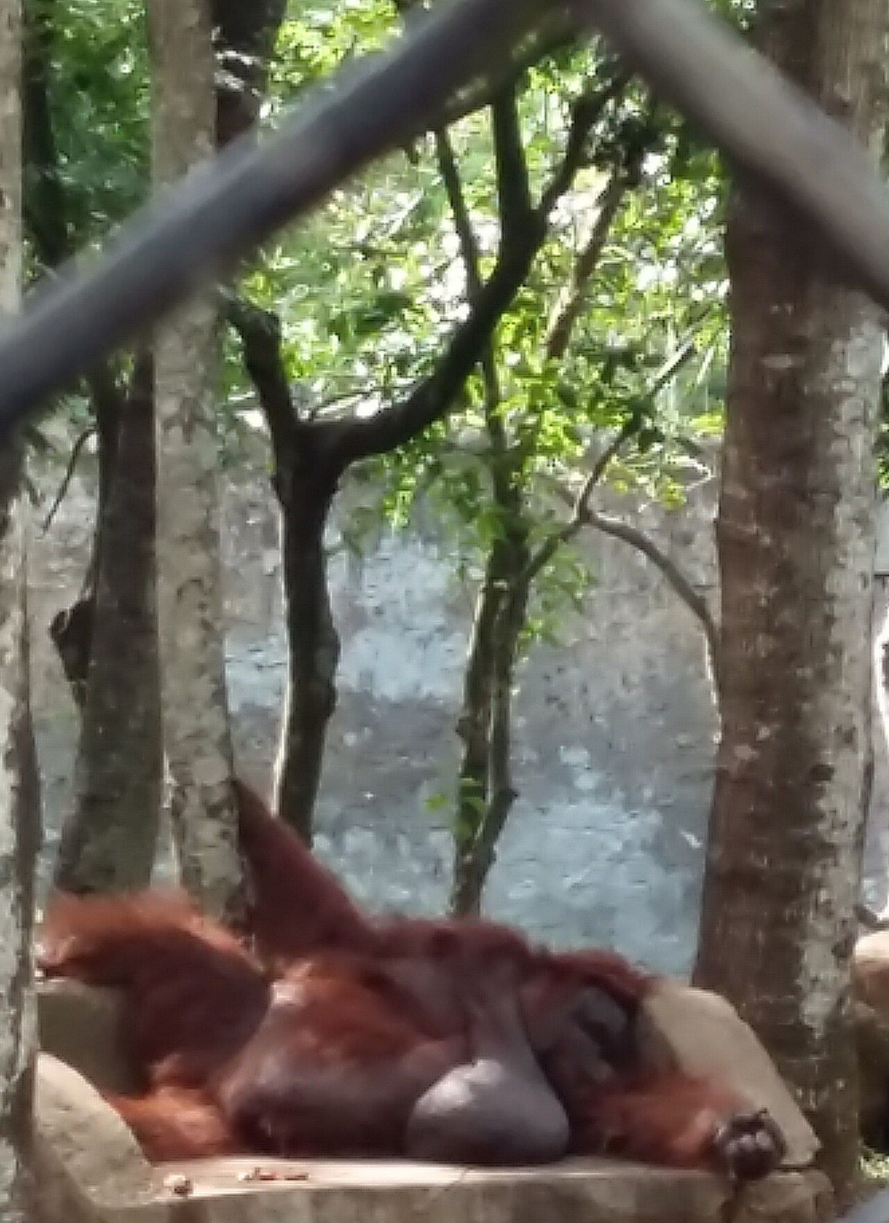 An orangutan. The source description does not specify the setting.