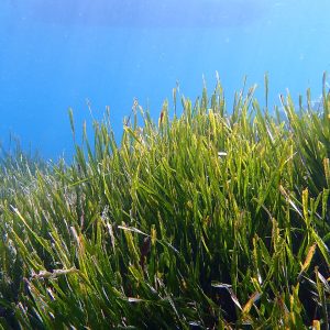 La Ciotat: Posidonia oceanica seagrass.