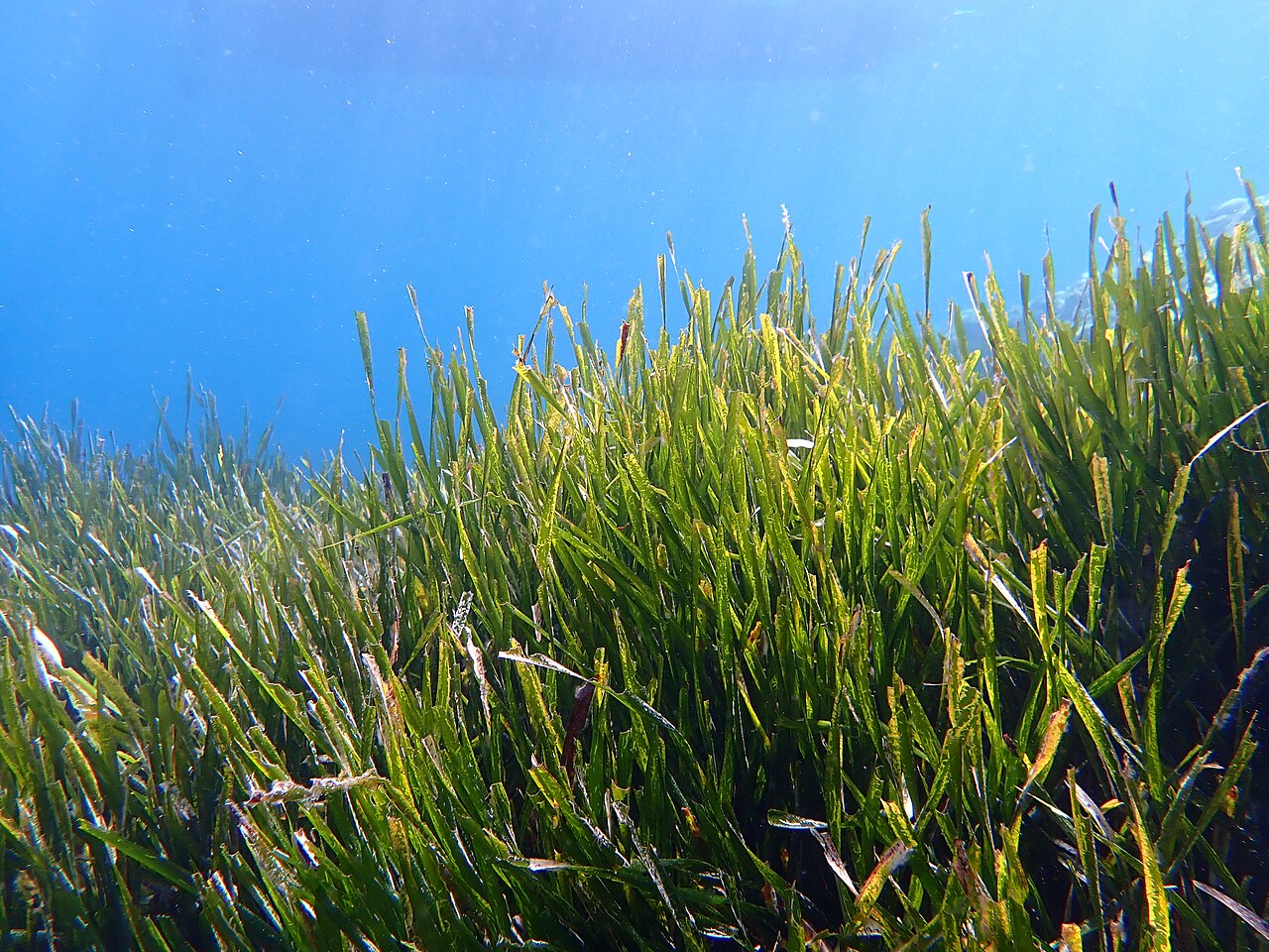 La Ciotat: Posidonia oceanica seagrass.