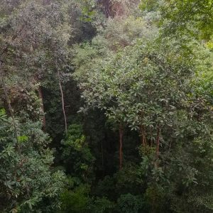Canopy and lower vegetation in a rainforest.