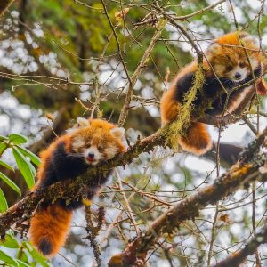 Langtang National Park, Nepal: two red panda cubs in a tree.