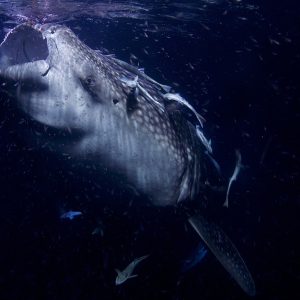 Maldives: a whale shark (Rhincodon typus) feeding on plankton at night.