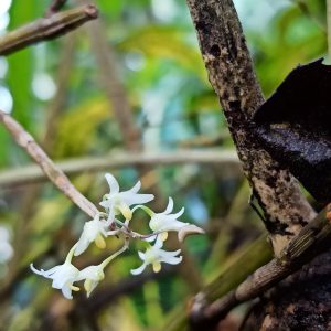 Orchid flowers on a branch. This image is not used for a definitive species identification.