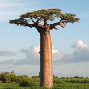 Near Morondava, Madagascar: an Adansonia grandidieri tree.