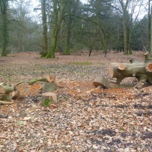 Berry Wood: cut timber in a woodland.