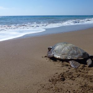 Toxeftra, Cyprus: a loggerhead turtle returning to sea after rescue from fishing nets.