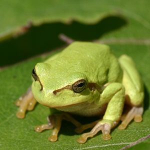 A European tree frog (Hyla arborea) photographed near Gruberau, Austria.