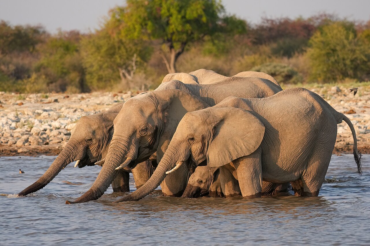 Etosha National Park, Namibia: African savanna elephants drinking.
