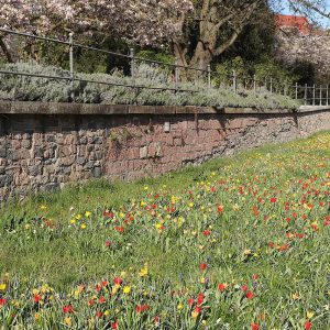 Aschaffenburg, Germany: a flowering meadow.
