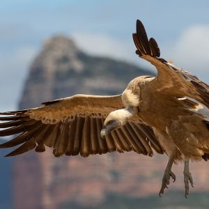 Spain: a griffon vulture (Gyps fulvus) in flight.