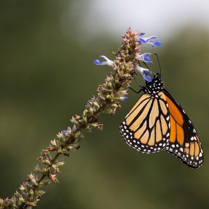 Brooklyn Botanic Garden, USA: a monarch butterfly on Salvia uliginosa.