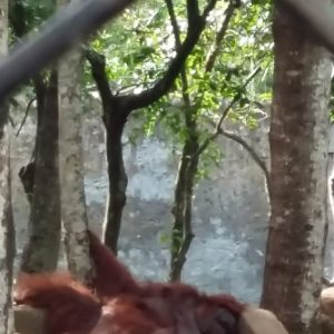 An orangutan. The source description does not specify the setting.