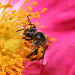 A bee on a rose. A single visit does not by itself prove successful pollination.