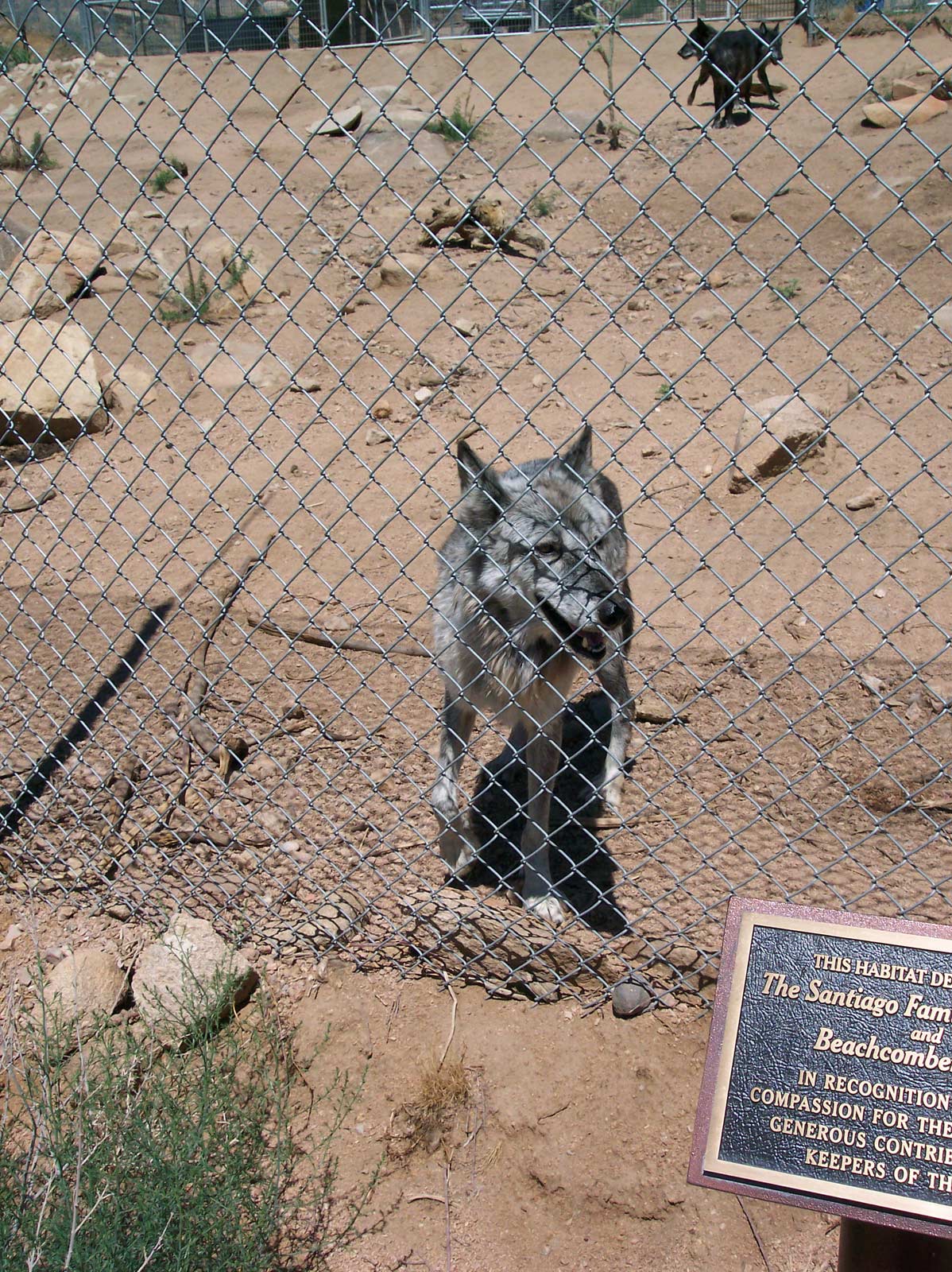 Keepers of the Wild: a wolf photographed inside a fenced area.