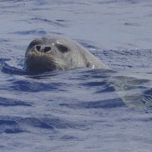 Machico, Madeira: a Mediterranean monk seal (Monachus monachus) in the water.