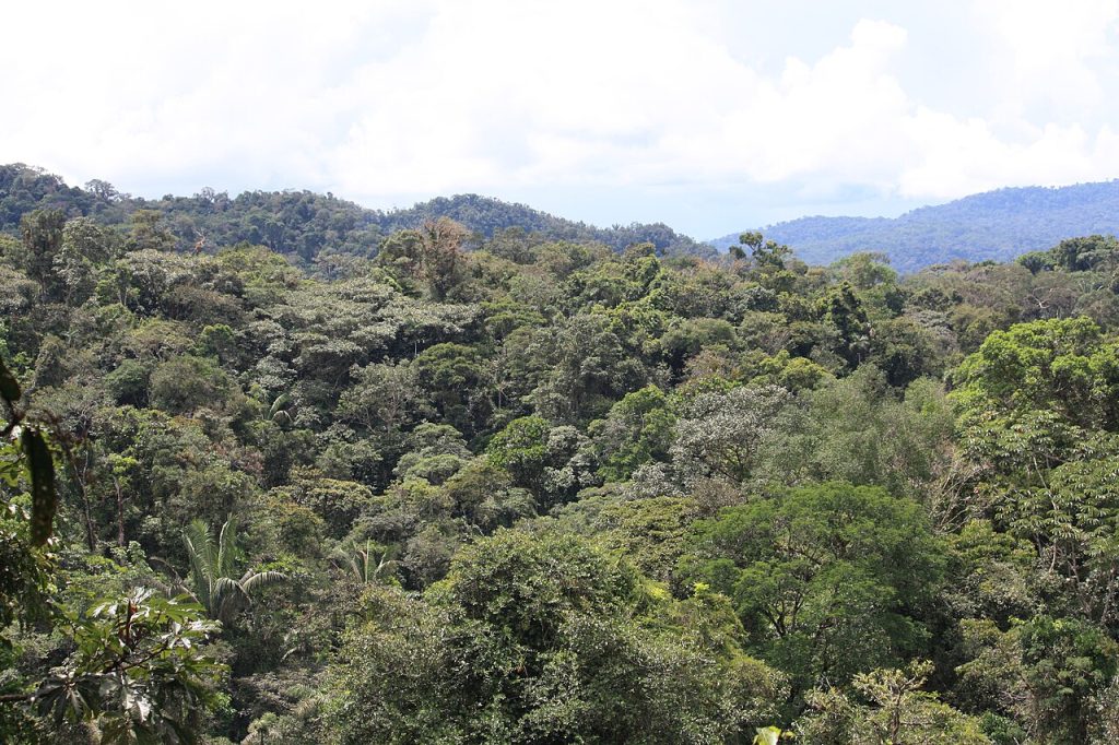 Tena, Ecuador: Amazon rainforest treetops.