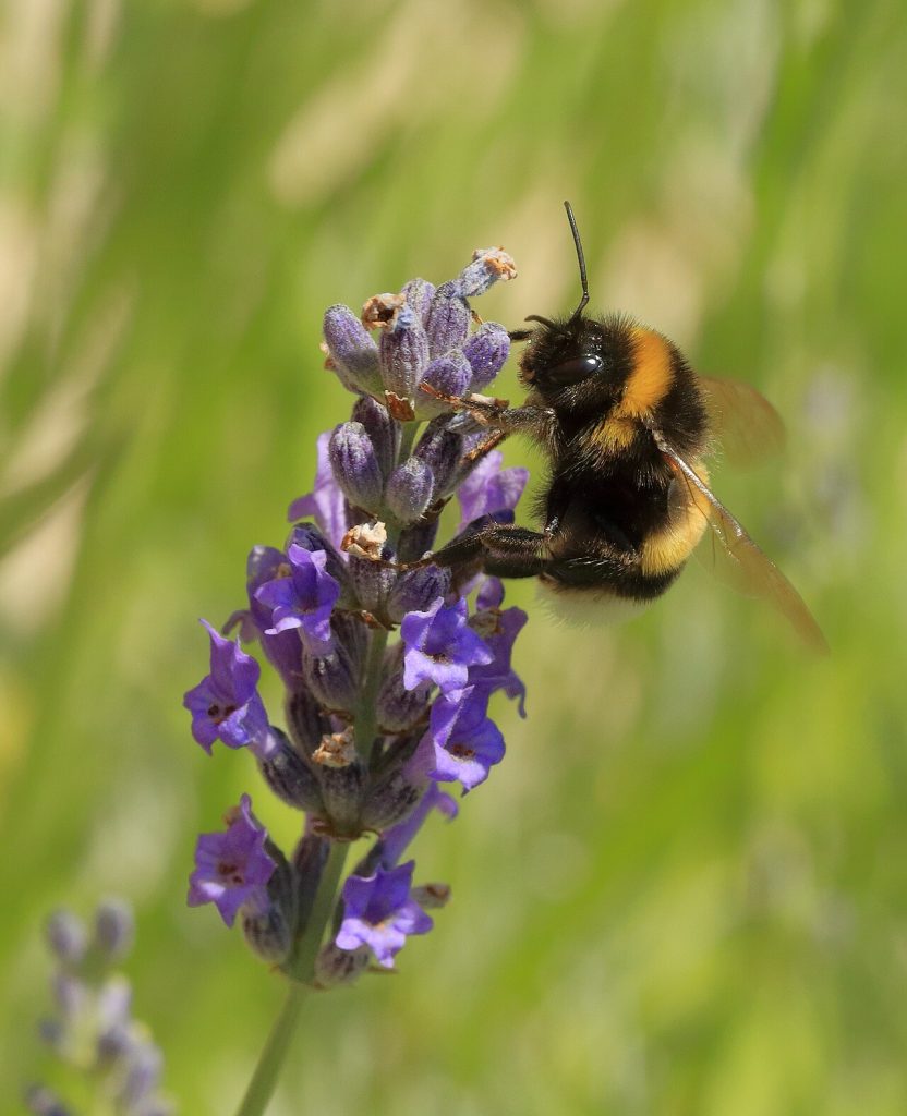 Bombus terrestris on a lavender flower.