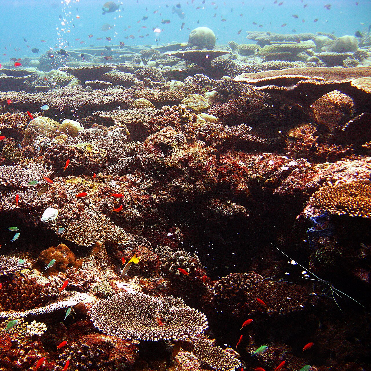 A coral reef photographed in the Indian Ocean.