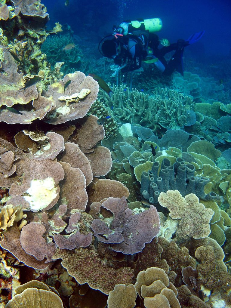 Karimunjawa National Park: a coral reef, fish and a diver.