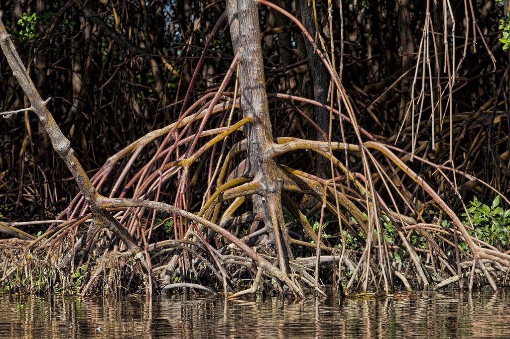 Prado, Brazil: a detail of red mangrove roots.