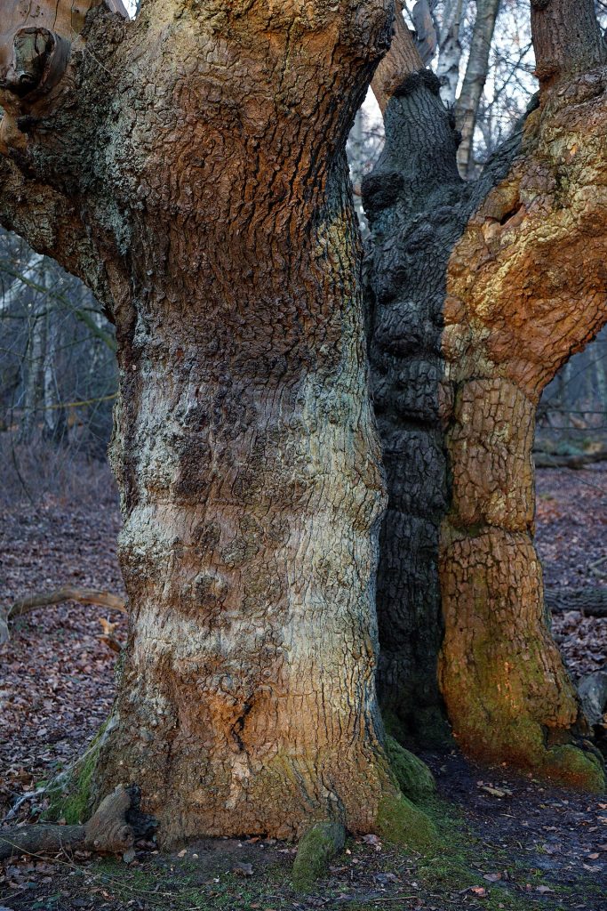 Epping Forest, England: oak trunks on a winter evening.
