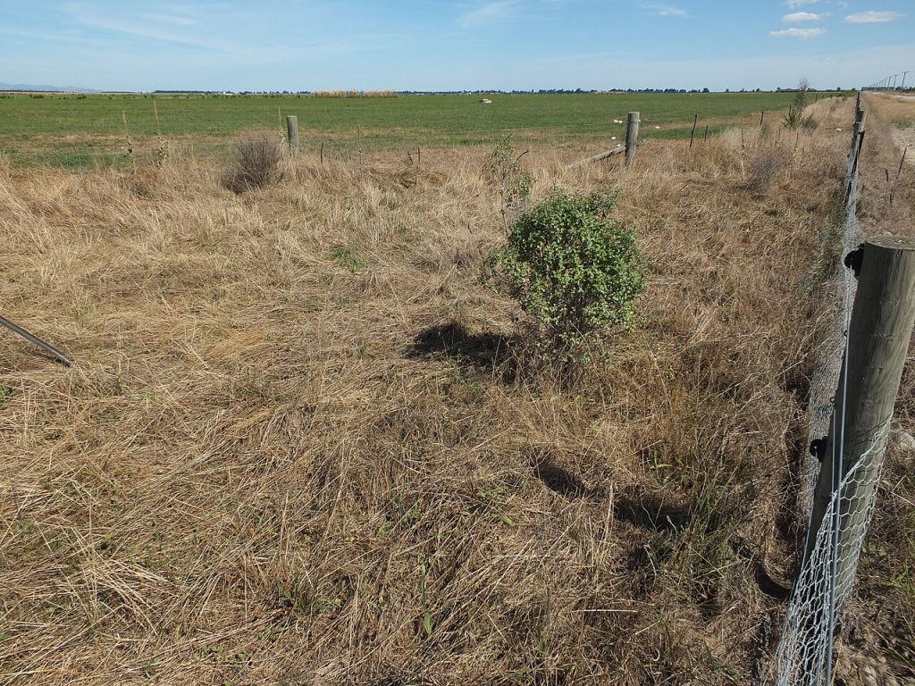 Eyrewell, New Zealand: a native plant restoration trial on farmland. The photograph alone does not measure success.
