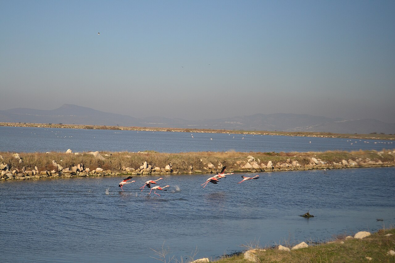 Gediz Delta: flamingos in flight.