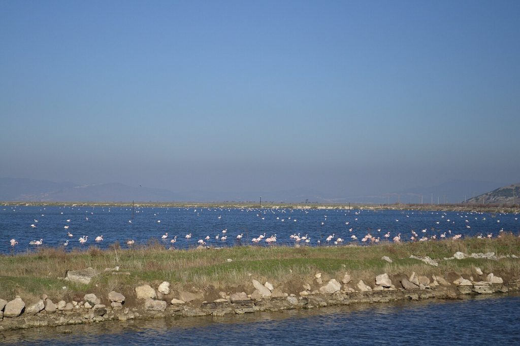Gediz Delta, Türkiye: flamingos in the wetland.