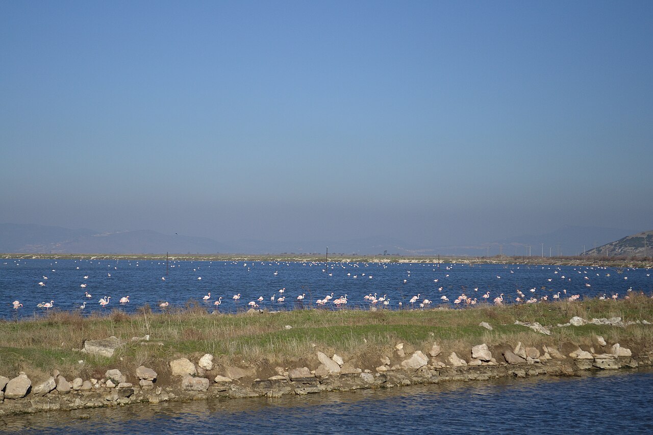 Gediz Delta, Türkiye: flamingos in the wetland.