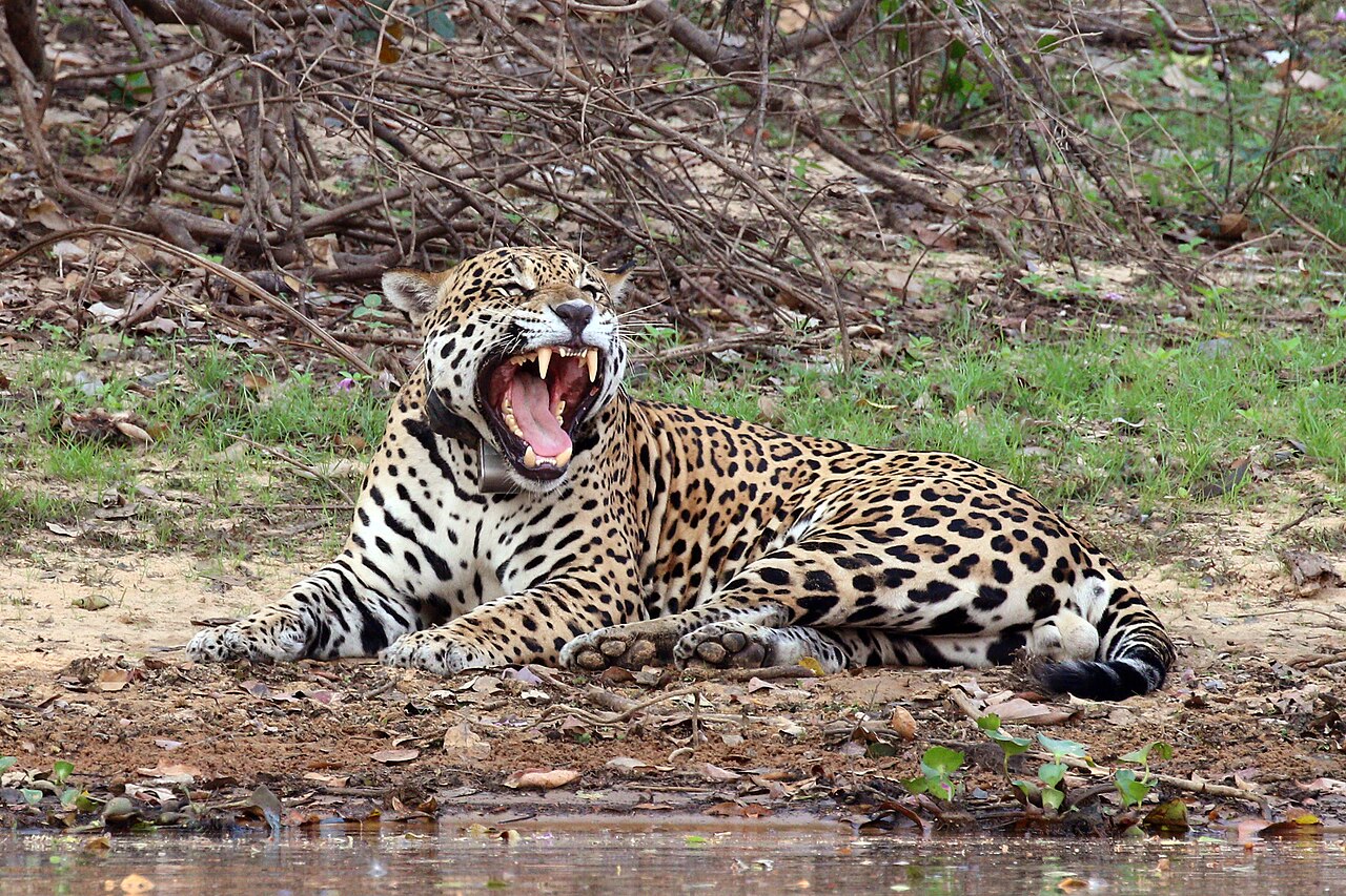 Pantanal, Brazil: a jaguar wearing a tracking device near Rio Negro.
