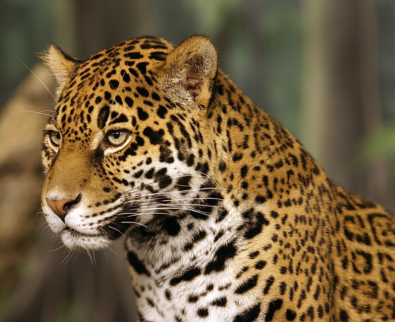 Milwaukee, USA: a jaguar portrait photographed in a zoo.