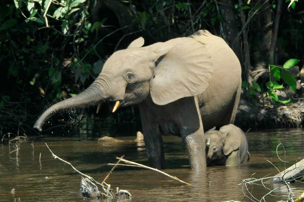 Nouabalé-Ndoki National Park, Republic of the Congo: forest elephants at Mbeli Bai.