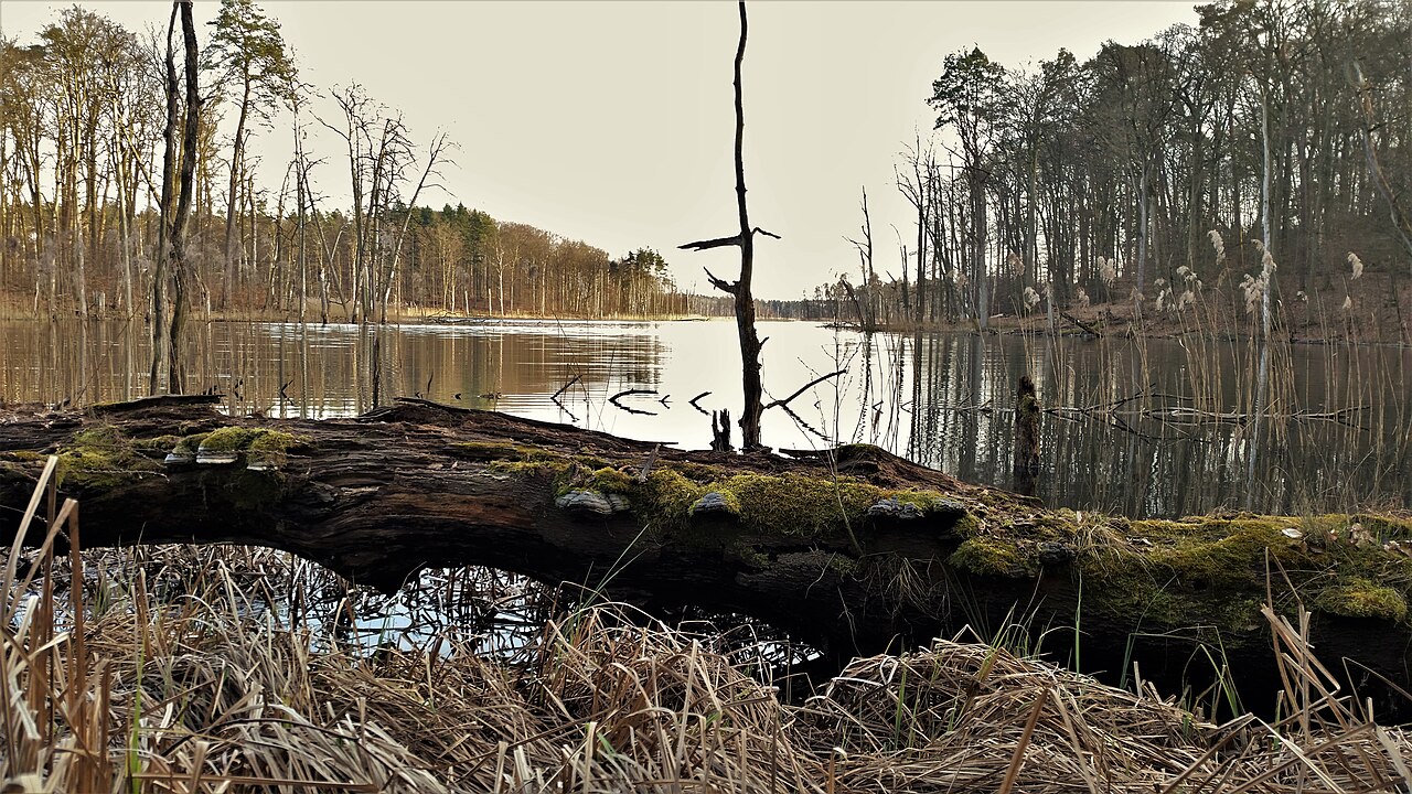 Müritz National Park, Germany: dead wood and forest by the shore.