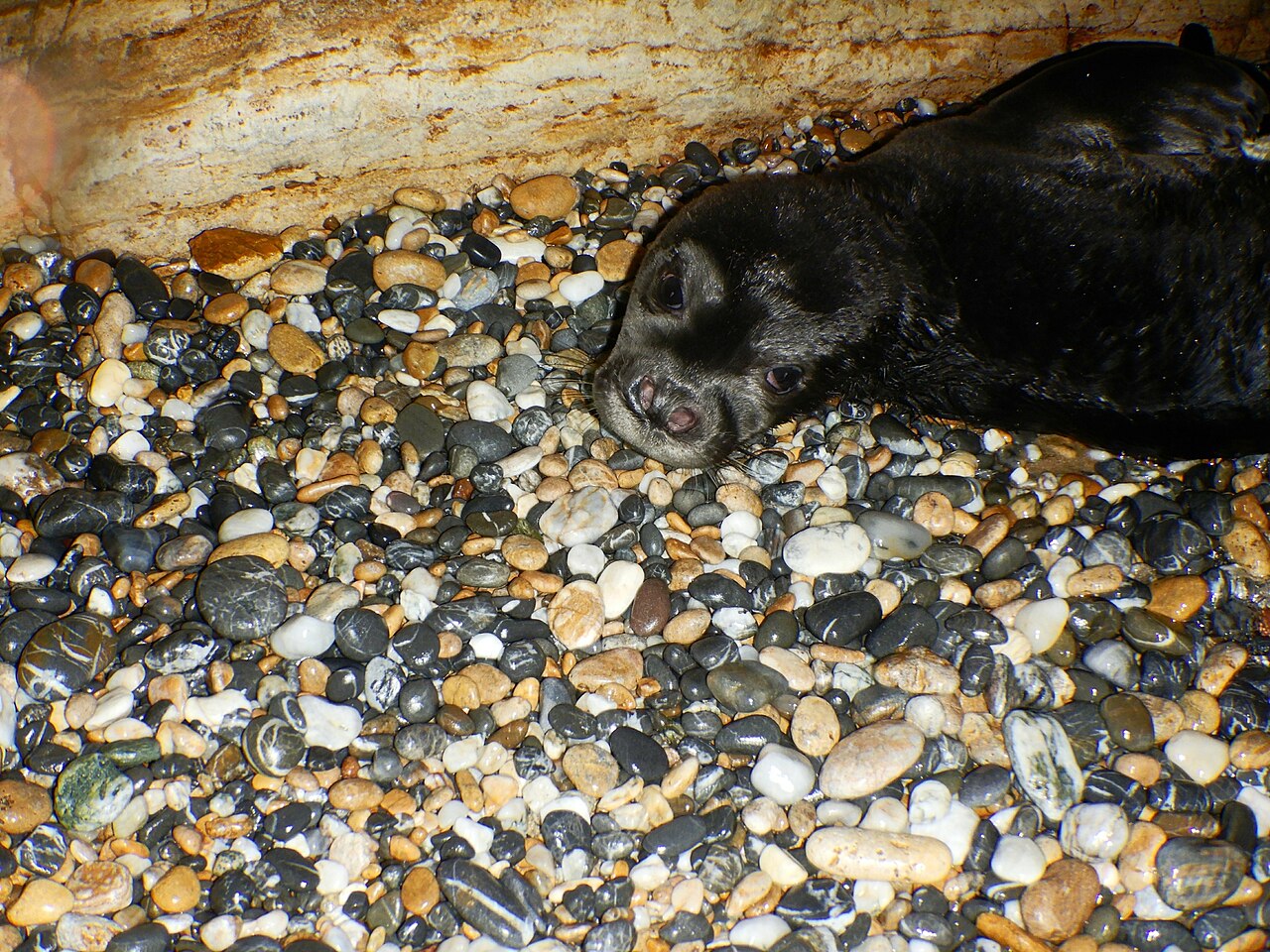 A Mediterranean monk seal (Monachus monachus).