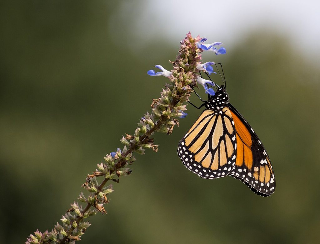 Brooklyn Botanic Garden, USA: a monarch butterfly on Salvia uliginosa.