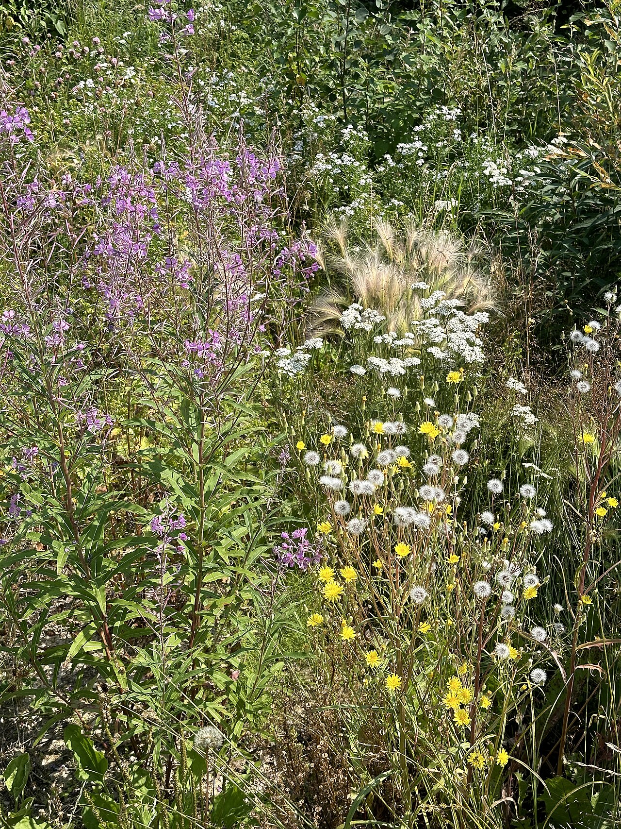 Northwestern Ontario, Canada: local wildflowers. This is not a planting list for other regions.